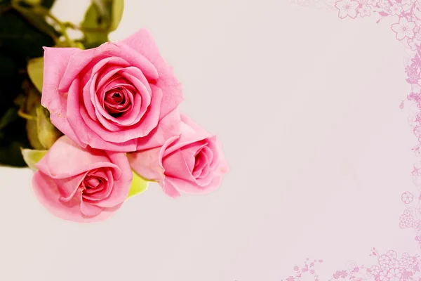 玫瑰玫瑰粉红色的背景上 — 图库照片
