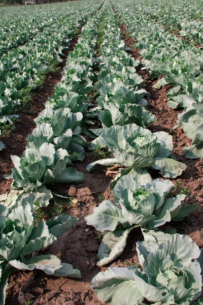 stock image Cabbage