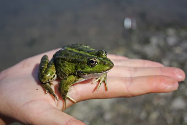 Frosch sitzt auf dem Arm — Stockfoto