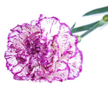 Purple carnation clipart