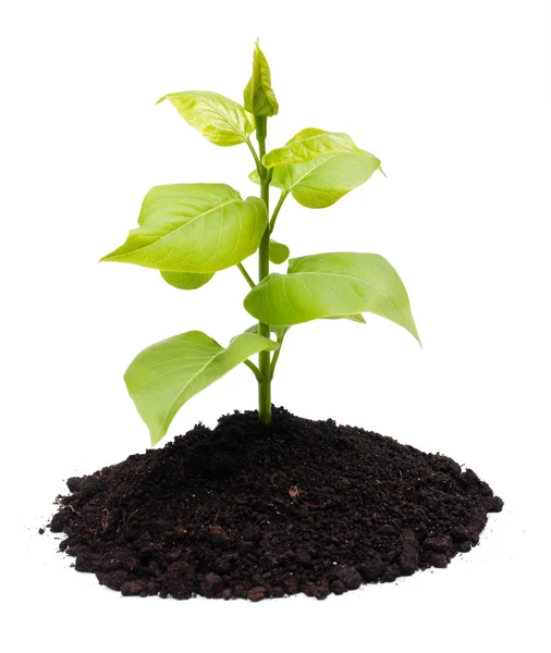 Növény és talaj — Stock Fotó