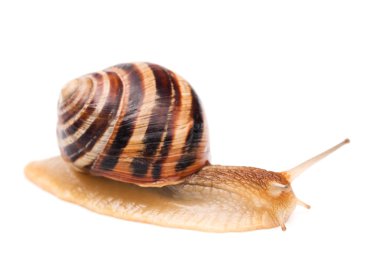 Snail clipart