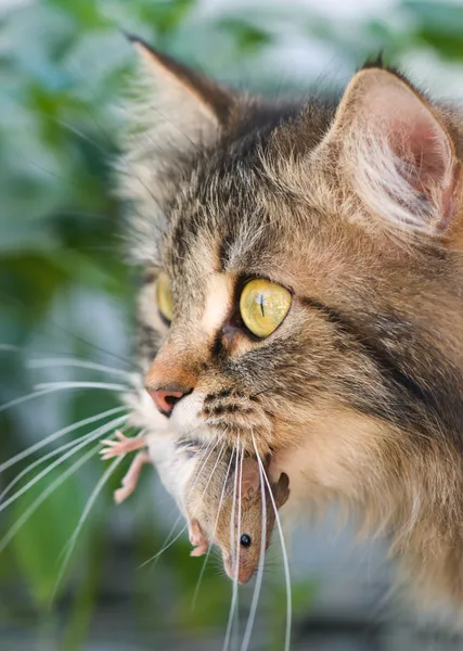 stock image Cat and mouse