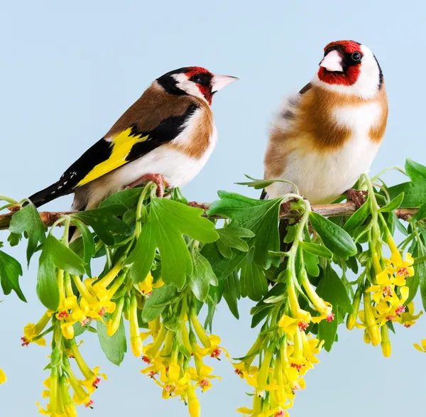 Goldfinch — Stock fotografie