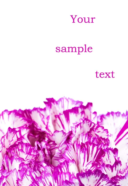 紫色康乃馨 — 图库照片