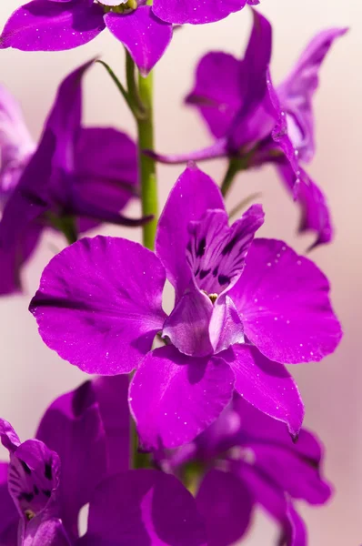 Delfinium flowers — Stock Photo, Image