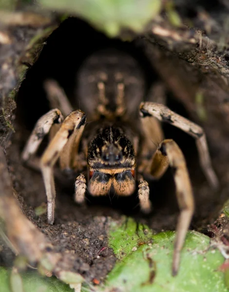 Big tarantula — Stock Photo, Image