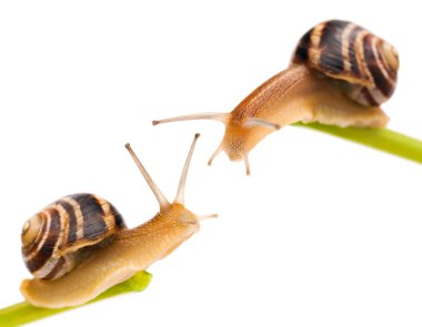 Snail clipart