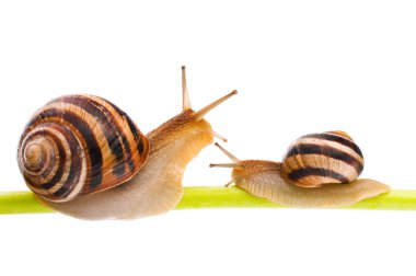 Snail clipart