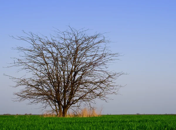 Baum auf dem Feld — Stockfoto