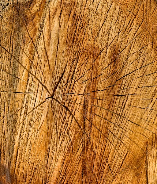 Truncate wood — Stock Photo, Image