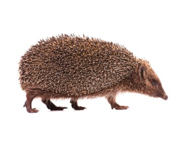 Hedgehog clipart