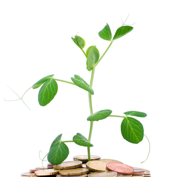Mynt och växt — Stockfoto