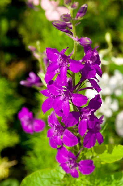 Delfinium flowers — Stock Photo, Image