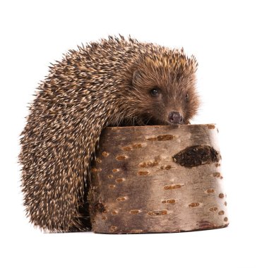 Hedgehog clipart