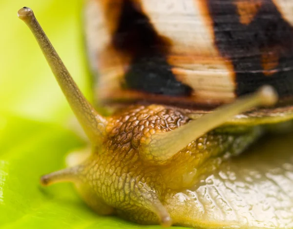 Big garden snail — Stock Photo, Image