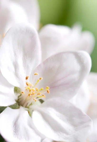 stock image Blossoming garden