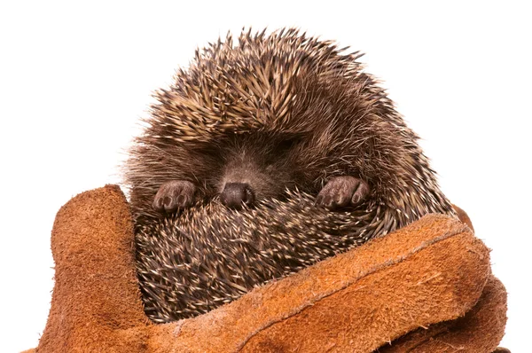 Hedgehog — Stock Photo, Image