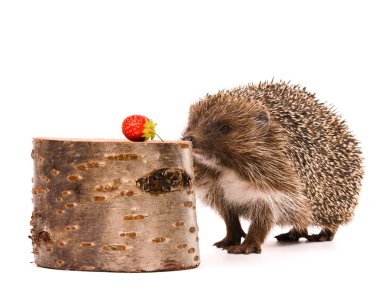 Hedgehog clipart