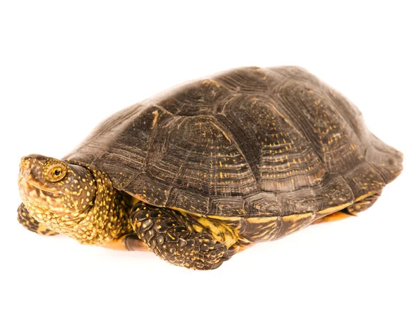 stock image Turtle