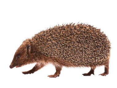 Hedgehog clipart