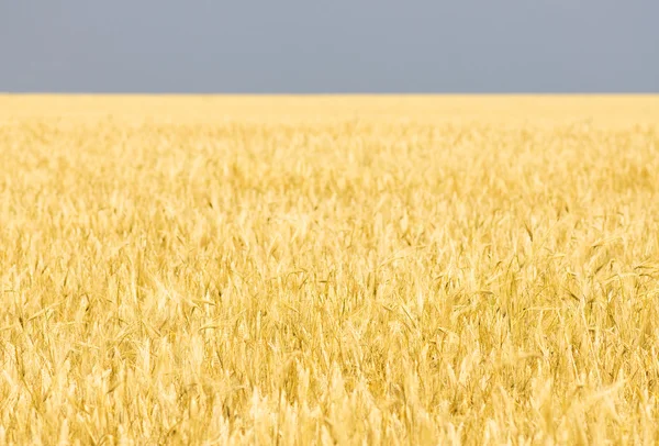 黄コムギ畑 — ストック写真