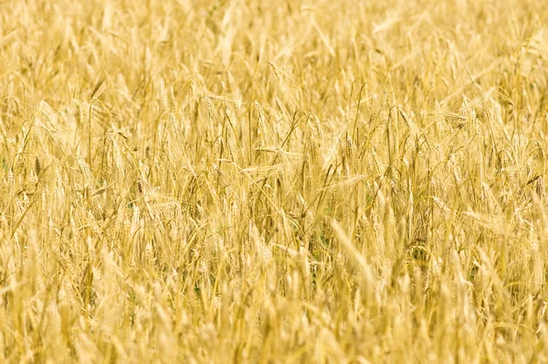 Жовтий пшенична сфера — стокове фото