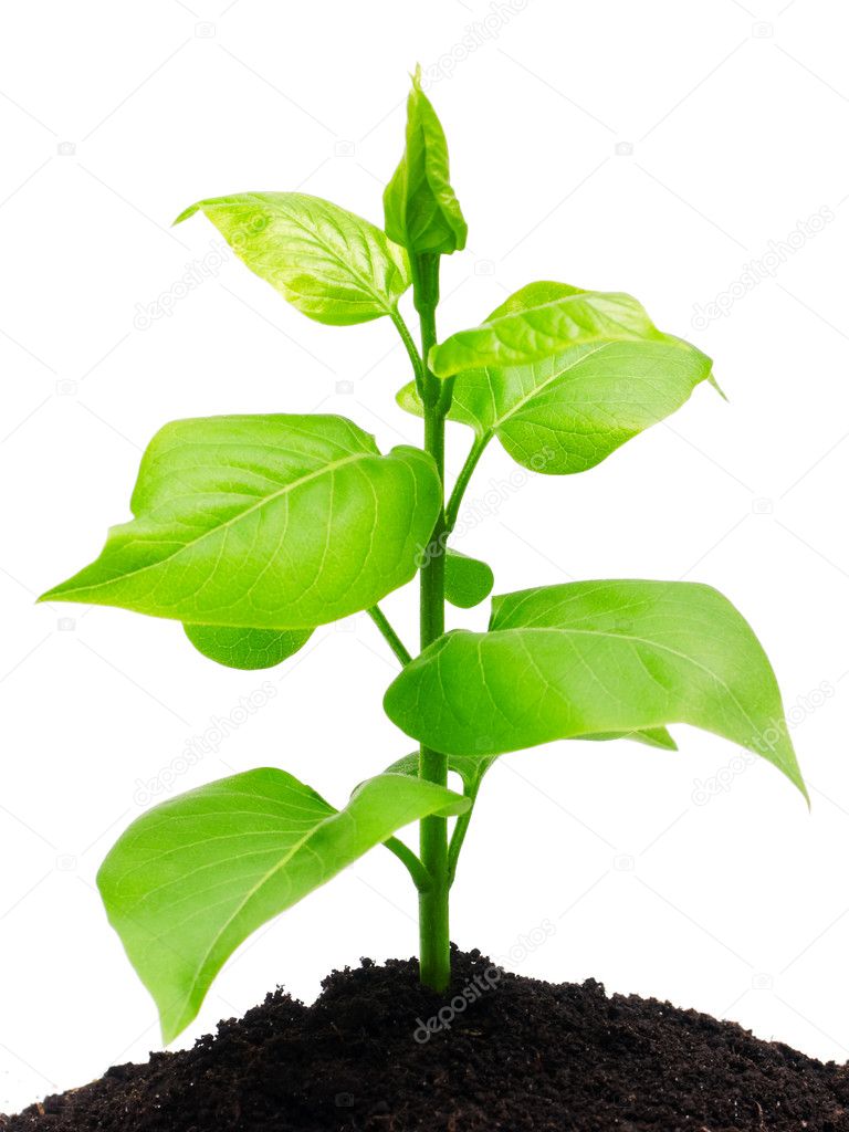 Plant and soil