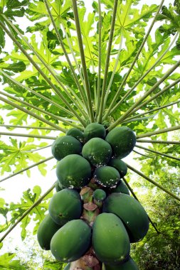 Papaya ağacını