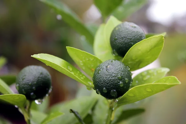 stock image Fresh Lime