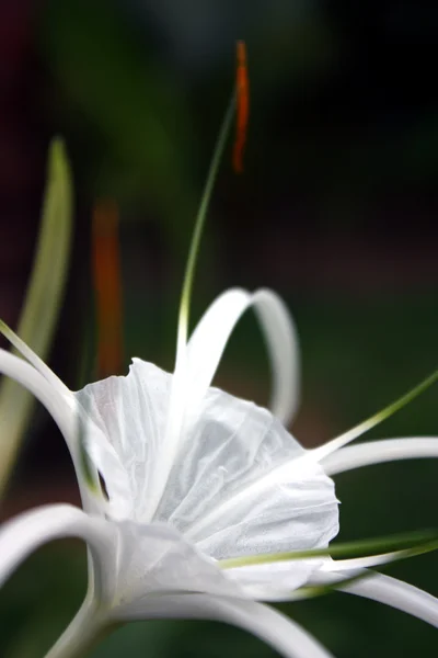 Lily pająk — Zdjęcie stockowe