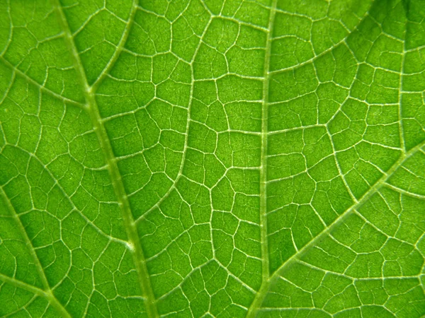 stock image Texture of cucumber leaf