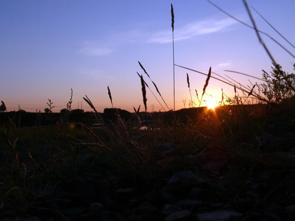 Gün batımında çimen — Stok fotoğraf