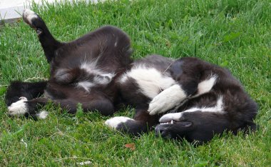 Otların arasındaki köpek