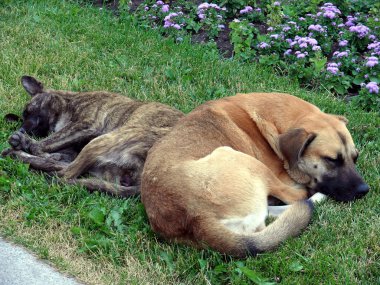 köpek çimenlerde yatmak