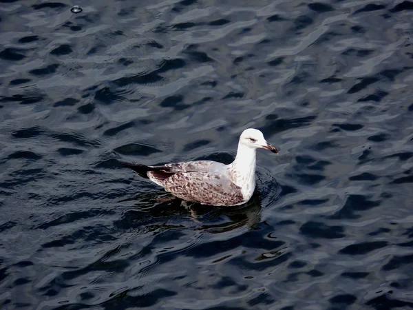 stock image Gull in the water