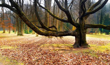 Old tree in the park clipart