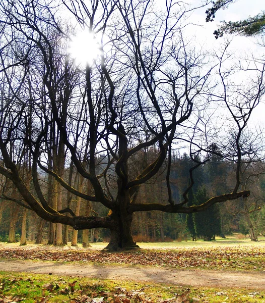 Massiva träd & solsken — Stockfoto
