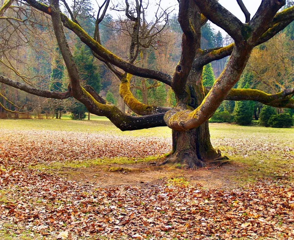 Starý strom v parku — Stock fotografie