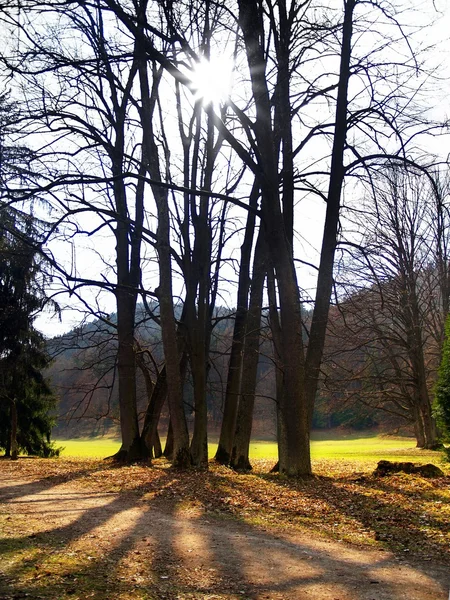 Güneş ve ağaçlar — Stok fotoğraf