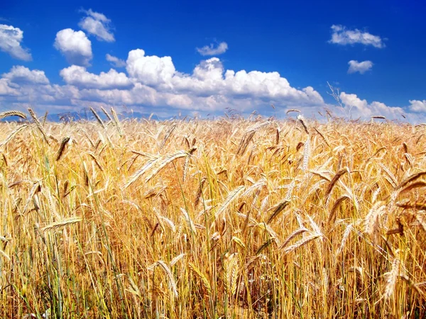 Золотая пшеница и небо в фоновом режиме — стоковое фото