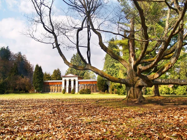 stock image Turcianska Stiavnicka - Massive tree