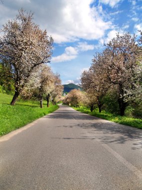 yol ve ağaçlar