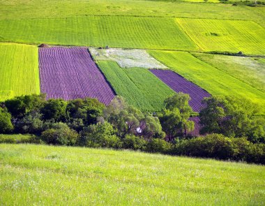 Green meadows and fields clipart