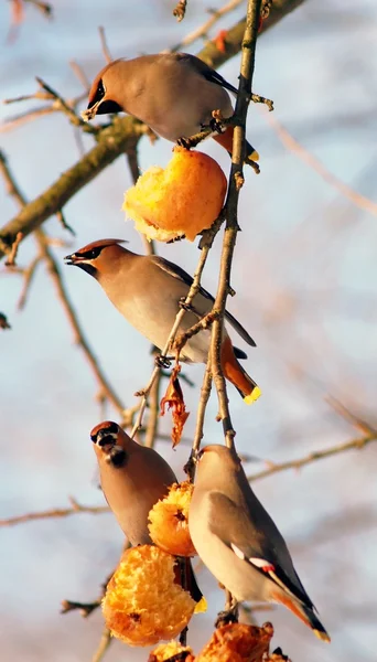 stock image Birds eating apples