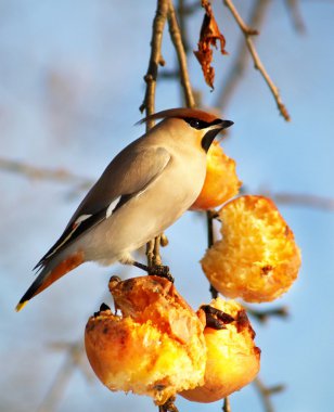 Aç kuş yeme elma