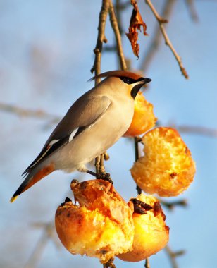 Hungry bird eating apples clipart