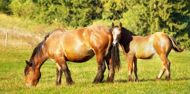 Mother and chlid grazing clipart