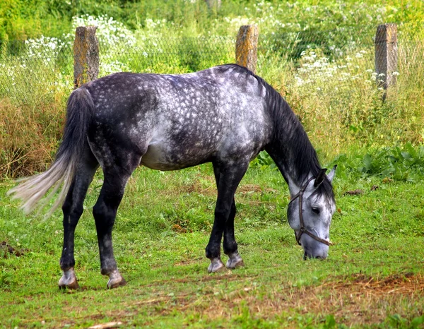 Лошадь пасущаяся на лугу — стоковое фото