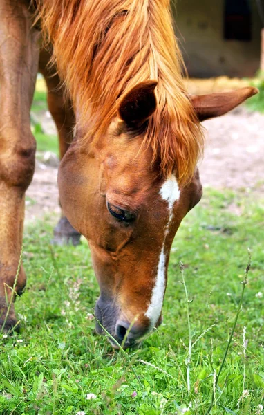 Horse eating a grass — Stock Photo, Image